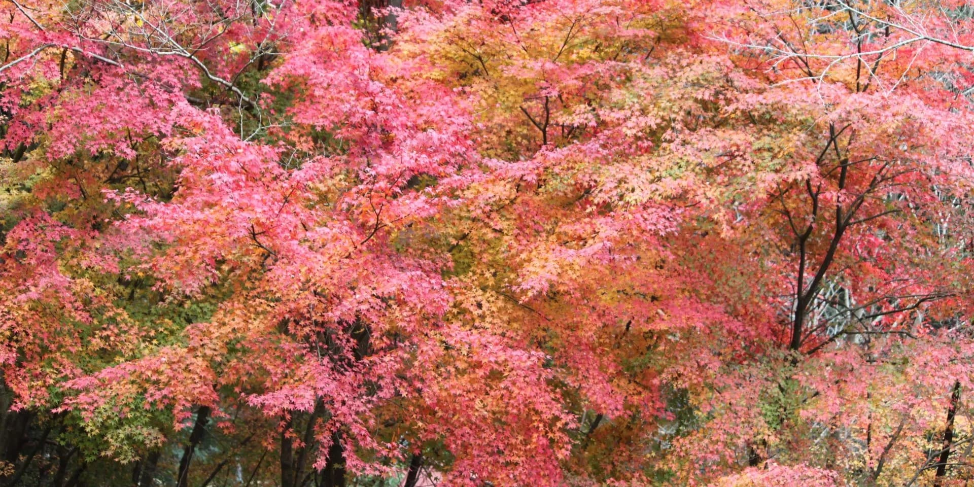 鈍川温泉 の 紅葉